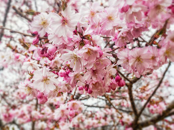 Close-up of pink cherry blossoms in spring