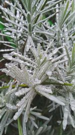 Close-up of frozen plant on field