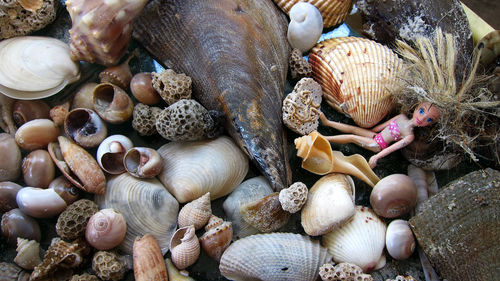 High angle view of shells