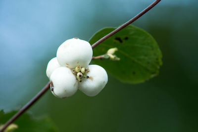 Close-up of white flowering plant