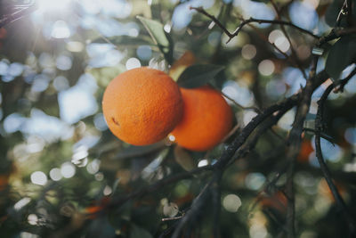 Low angle view of orange growing on tree