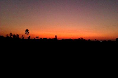 Silhouette of trees at sunset
