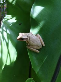 Close-up of a frog on leaf