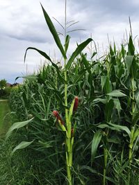 Close-up of crops growing on field against sky