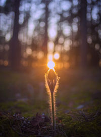 Close-up of plant growing on field at sunset