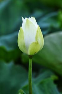 Close-up of lotus water lily