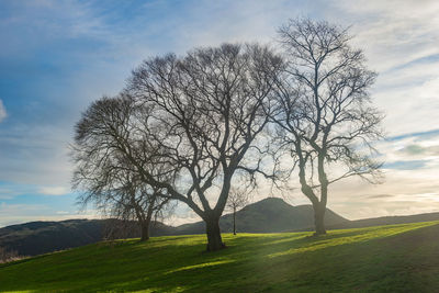 Bare tree on field against sky