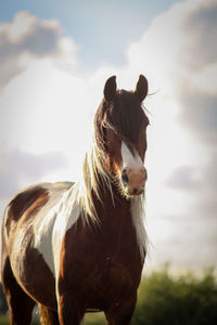 Horse in a field