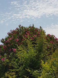 Close-up of flowers blooming on plant against sky