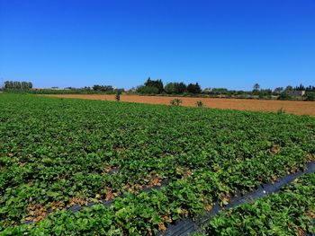 Scenic view of agricultural field against clear sky