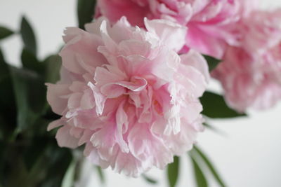 Close-up of pink cherry blossom