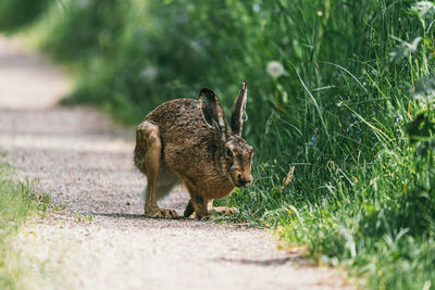 Lepus europaeus large, alert adult hare sat upright in natural farmland habitat.