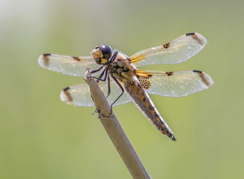 Close-up of dragonfly on twig