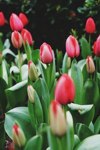 Close-up of pink flowering plants