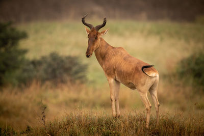 Deer standing on field