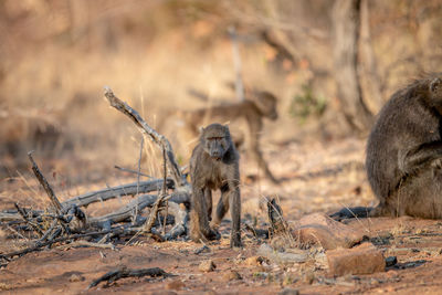 Monkeys in a field