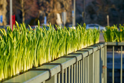 Close-up of green plants for sale