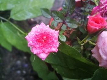 Close-up of pink rose blooming outdoors