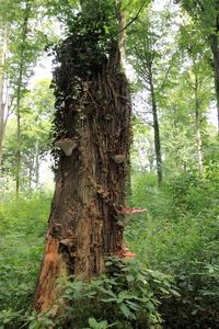 Tree trunk in forest