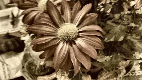 Close-up of flower blooming outdoors