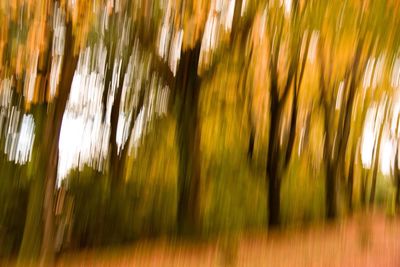 Scenic view of trees