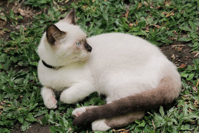 High angle view of cat relaxing on field