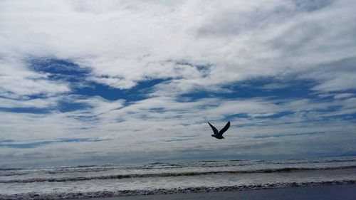 Bird flying over sea