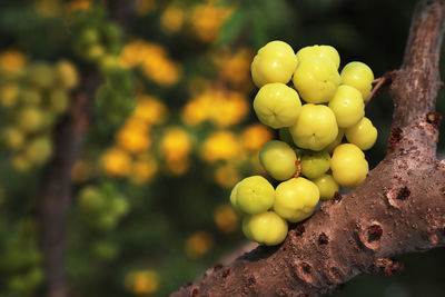 Close-up of grapes on tree