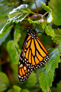 Close-up of butterfly pollinating flower