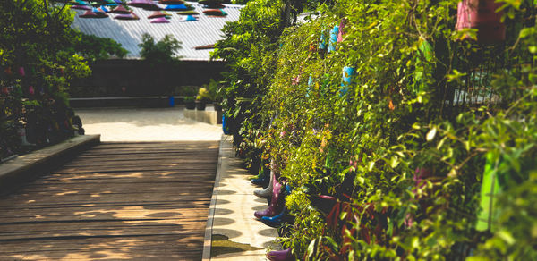 Footpath amidst plants in park