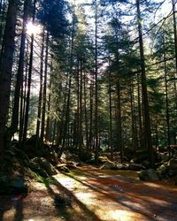 Sun shining through trees in forest