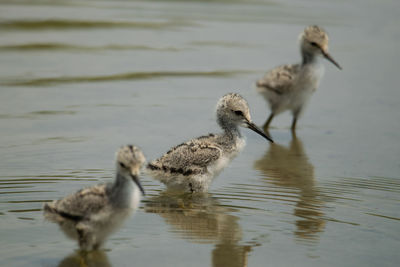 Birds in a lake