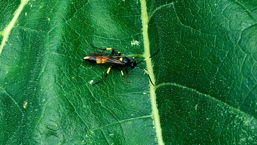 High angle view of fly on leaf