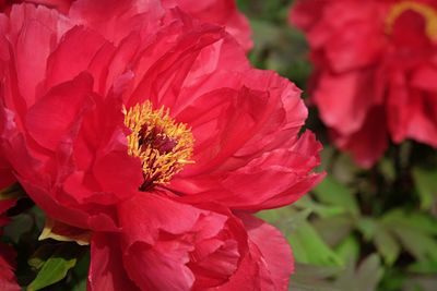 Close-up of pink flowers