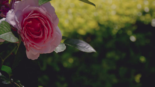 Close-up of rose against blurred background