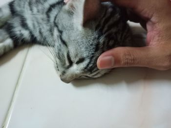 Close-up of hand holding cat