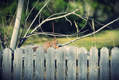 Close-up of squirrel on fence