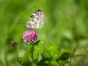 Close-up of butterfly pollinating on purple flower