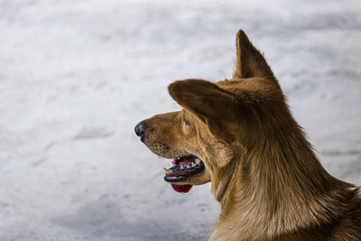 Dog looking away