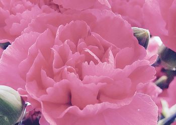 Close-up of pink flower