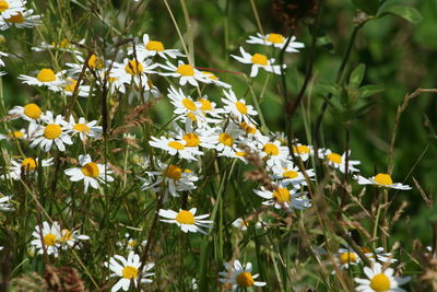 Close-up of white daisy flowers blooming in park