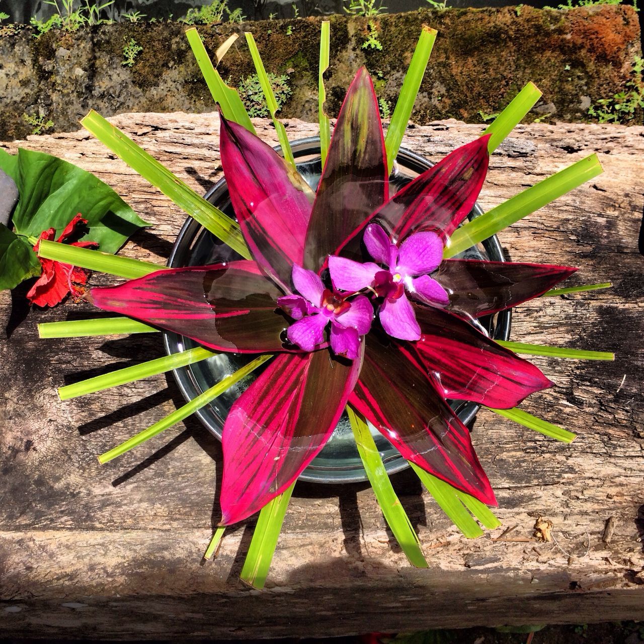 flower, petal, fragility, freshness, flower head, beauty in nature, close-up, high angle view, growth, nature, purple, single flower, pink color, focus on foreground, plant, wood - material, no people, day, pollen, blooming