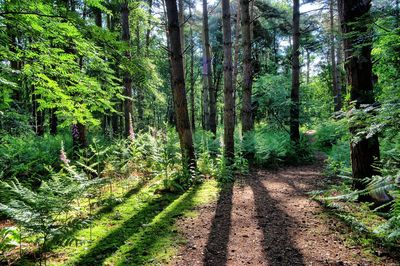 Trees growing in forest