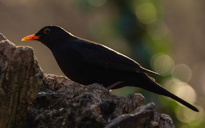Close-up of bird perching on a tree