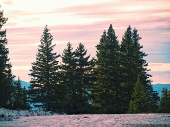 Panoramic view of trees against sky during sunset