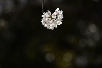 Close-up of white cherry blossom