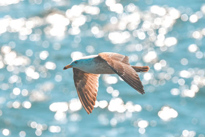 Close-up of bird flying over sea