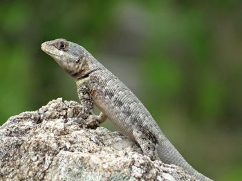 Close-up of lizard on rock
