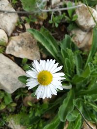 Close-up of white flower blooming outdoors