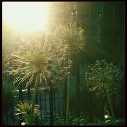 Sun shining through trees